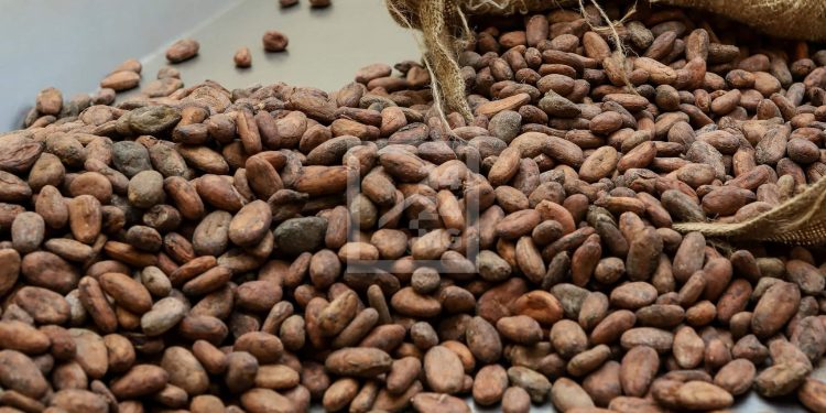Madagascar : 15.000 tonnes de cacao exportées pour 17 milliards FCFA de revenus en 2021