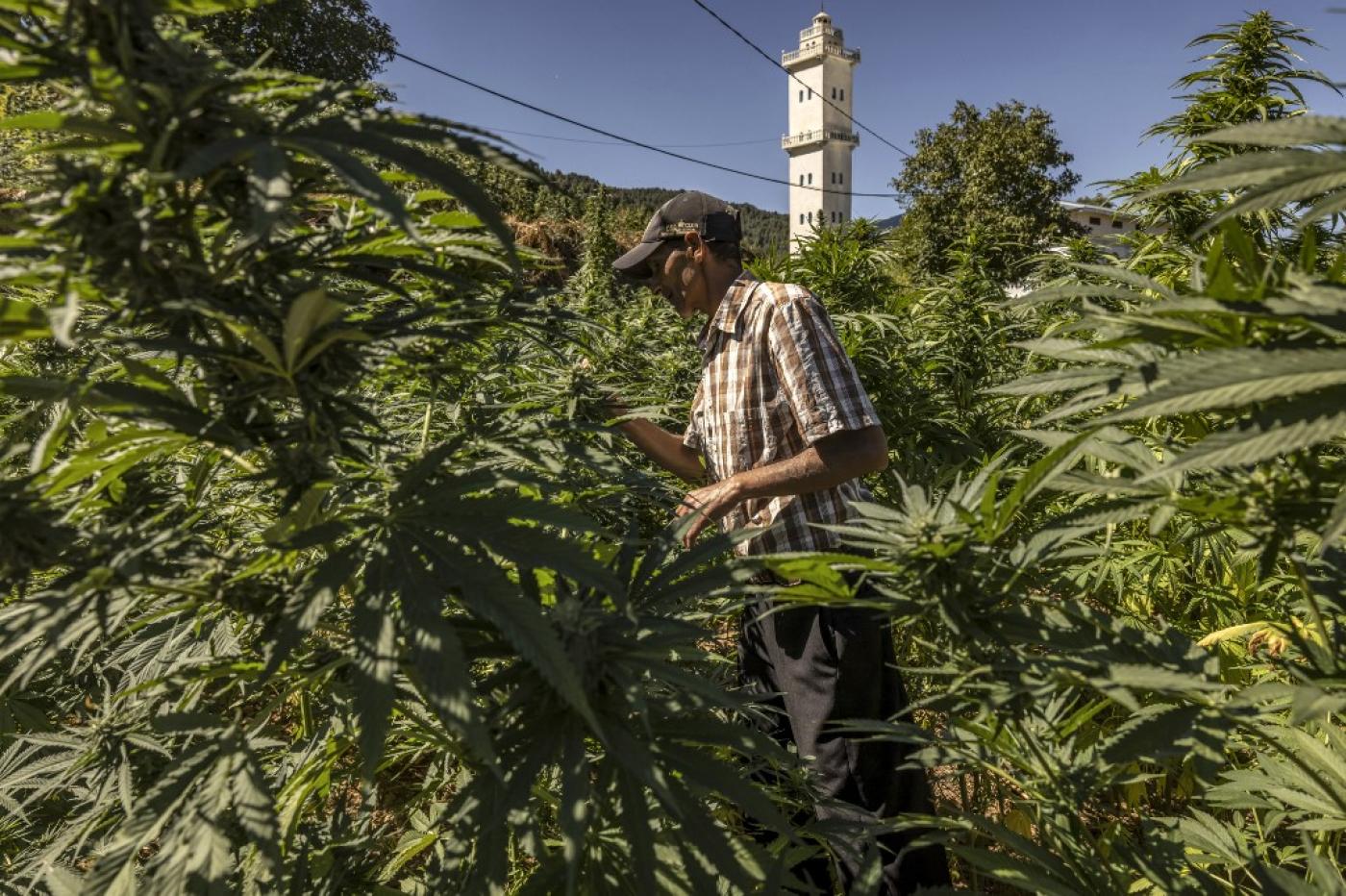 Dans le Rif marocain, la production de cannabis médical attendue comme un remède