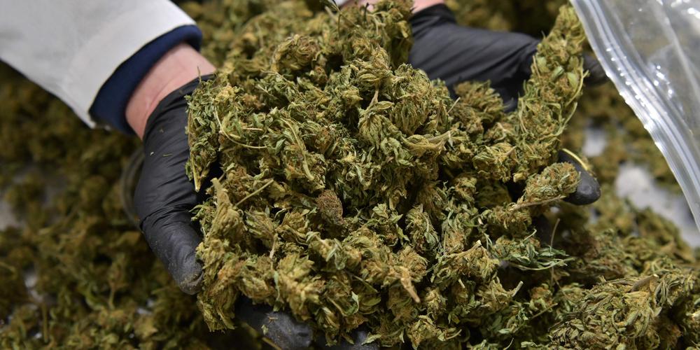 Biden efface toutes les condamnations fédérales pour simple détention de cannabis