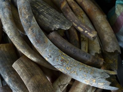 Ouganda: un trafiquant d'ivoire condamné à la prison à vie