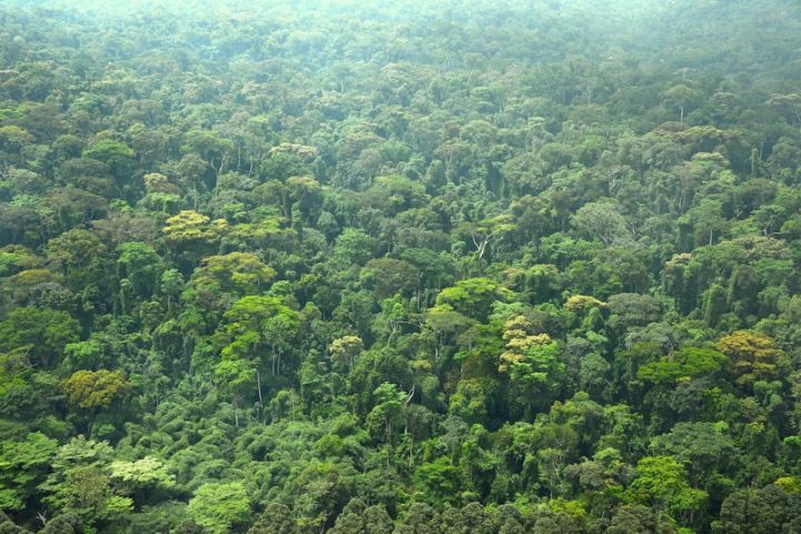La Côte d'Ivoire a perdu 90% de ses forêts depuis 60 ans.