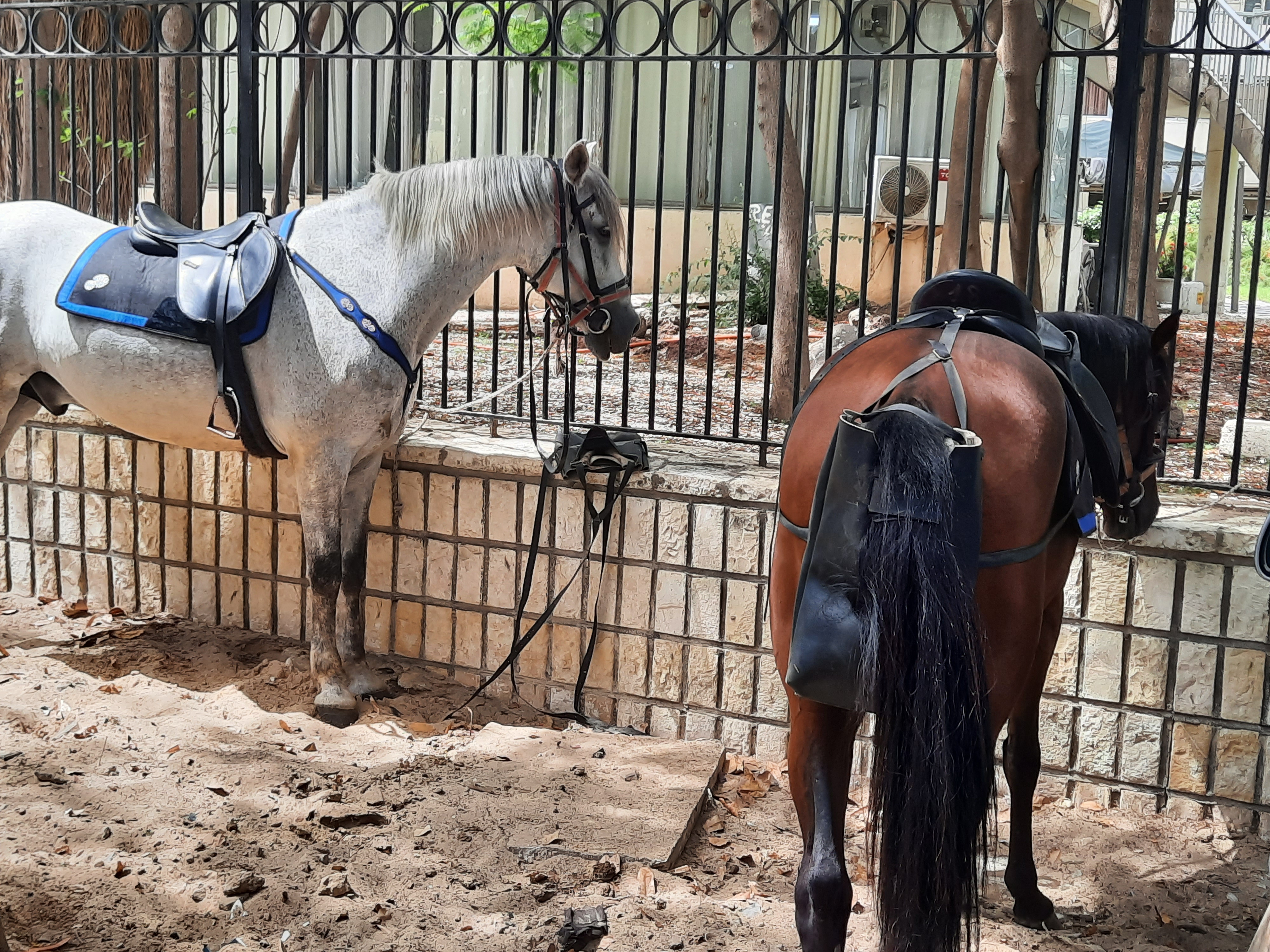 Deux des cinq chevaux attelés aux grilles du pourtour de l'assemblée nationale le 17 juillet 2023. Le cheval, emblème du parti présidentiel au pouvoir au Sénégal.