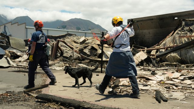 ​Incendies à Hawaï: le bilan humain atteint les 106 morts, Biden ne veut pas "perturber" les secours