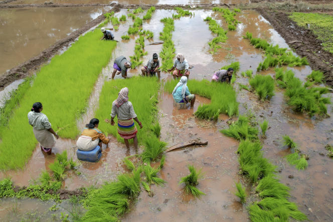 La forte hausse des prix du riz annonce des risques alimentaires liés au climat