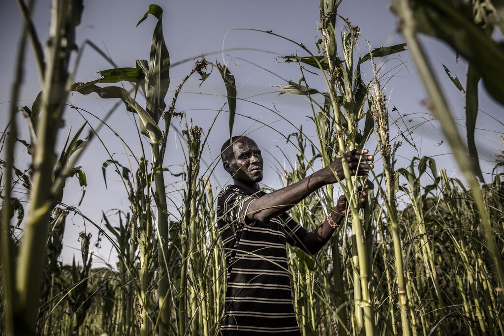 Le Kenya et l'ONU créent un fonds de 134 millions de dollars pour améliorer l'accès aux financements des agriculteurs