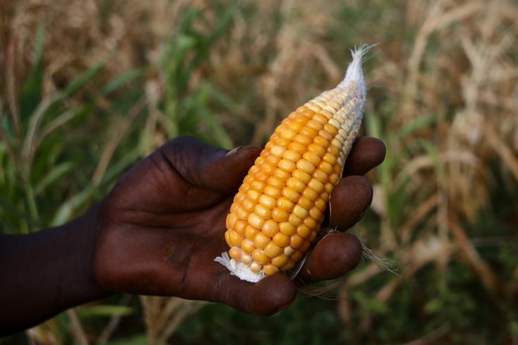 Au Zimbabwe, El Nino fait ressurgir le spectre de la faim