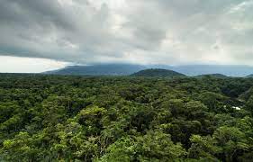Une forêt de la grande île
