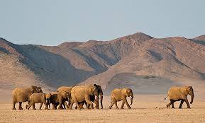 Sécheresse en Namibie - Des éléphants seront abattus pour nourrir la population (NYT)