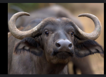 Afrique du Sud : un millionnaire américain tué par le buffle qu’il traquait lors d’une partie de chasse