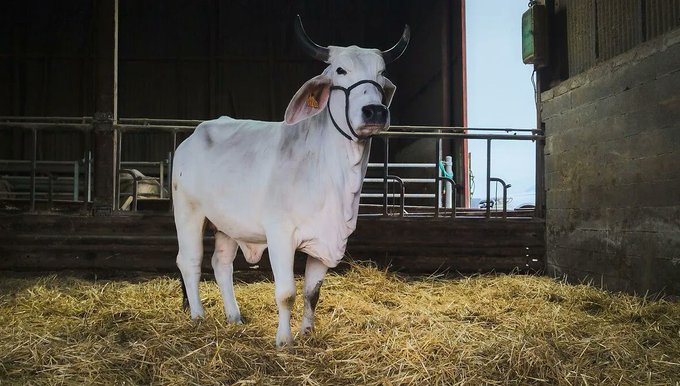 "Un coup dur": le Salon de l'agriculture bousculé par l'absence inédite de vaches