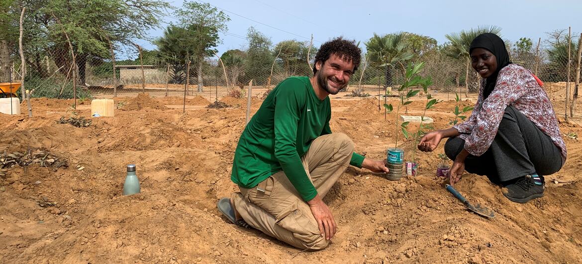 Daniel Halman, de l'entreprise Féro, plante un jeune arbre au Sénégal. À Kholpa, l'entreprise collabore avec une coopérative de 50 agricultrices sur un projet associant 15 serres à un hectare d'agroforesterie, afin de soutenir les revenus tout en restaurant des terres dégradées. (Photo : ONU Info)