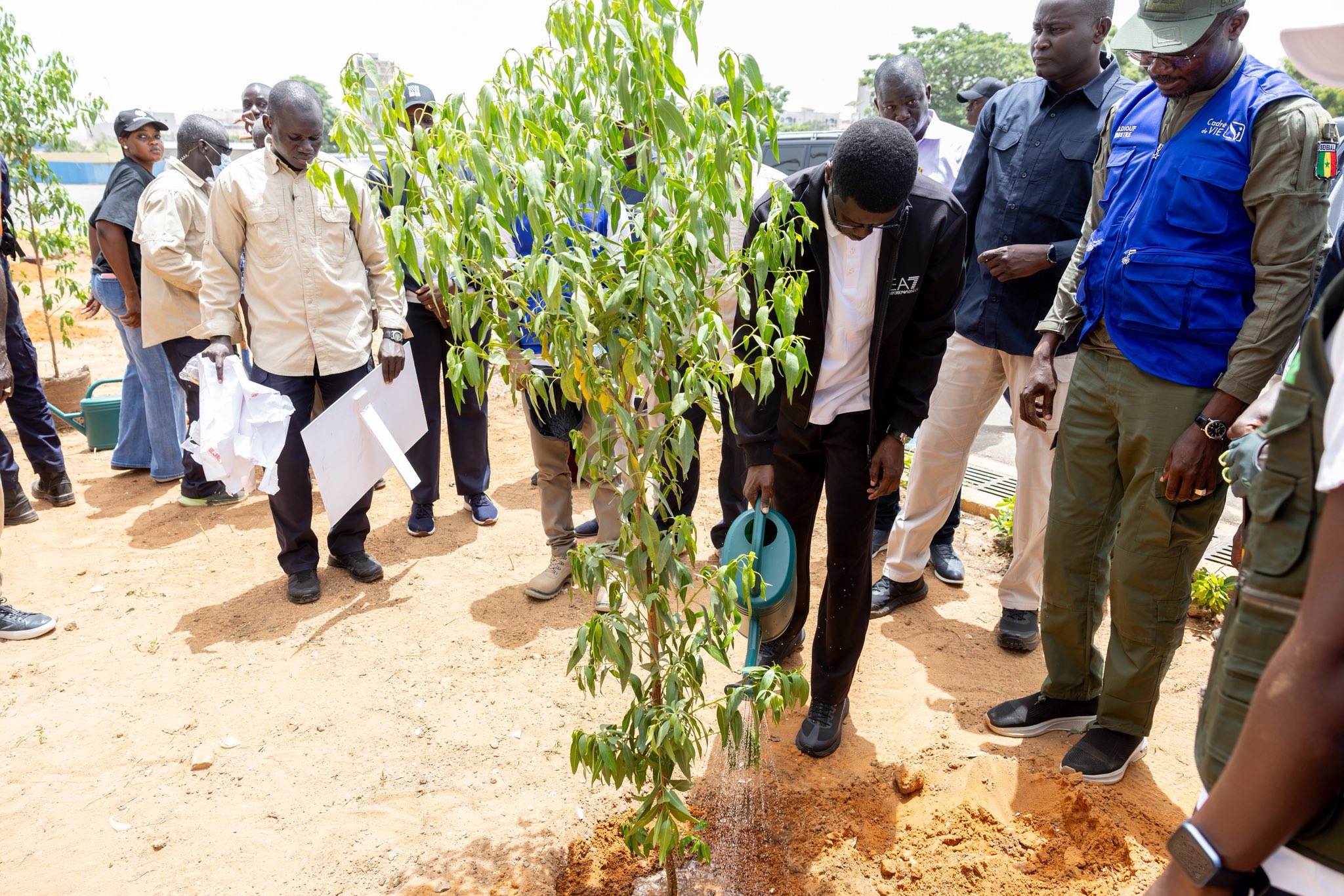 Le Président Faye arrosant un arbre qui vient d'être planté, le 5 septembre 2026