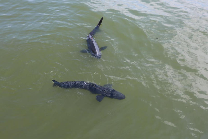 Des poissons robotiques biomimétiques dans le lac de l'Ouest, à Hangzhou, capitale de la province du Zhejiang (est de la Chine).