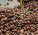 Madagascar : 15.000 tonnes de cacao exportées pour 17 milliards FCFA de revenus en 2021