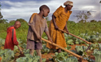 Les conflits menacent la sécurité alimentaire de nombreux pays