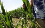 En 2016, les cultures OGM sont reparties à l'assaut de la planète