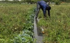 Les agriculteurs du nord-est du Nigeria veulent rentrer chez eux