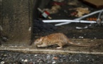 France: des rats attaquent une jeune paraplégique dans son lit