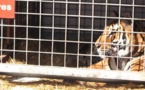 France : un tigre s'échappe d'un cirque à Paris avant d'être abattu