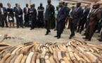 Côte d'Ivoire: saisie de 600 kg d'ivoire et 600 kg d'écailles de pangolin (police)