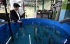 Japon: du saumon élevé sur la terre ferme