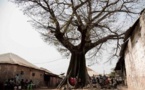 Disparition "spectaculaire" des plus vieux baobabs d'Afrique