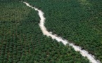Nestlé va surveiller du ciel les plantations d'huile de palme