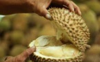 L'appétit chinois pour le durian menace les forêts de Malaisie