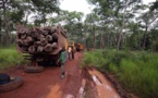 Dix entreprises européennes liées au trafic de bois provenant de la RDC