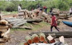 Jammeh, une mafia roumaine et le MFDC autour du bois sénégalais exporté en Chine (Enquete Occrp)