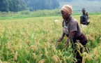 Au Rwanda, un "miracle" économique terni par l’insécurité alimentaire