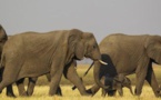Le Botswana rétablit la chasse à l'éléphant