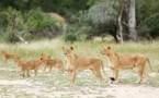 Afrique du Sud: Quatorze lions se sont échappés du parc Kruger