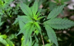 Le gouvernement exclut toute légalisation du cannabis récréatif