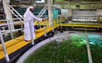 Un beau milieu du désert, des saumons "made in Dubaï"