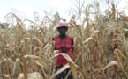 Jadis grenier de l'Afrique, le Zimbabwe au bord d'une famine causée par l'homme (expert de l'ONU)