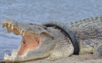 Qui osera retirer ce pneu du cou d'un croco géant?