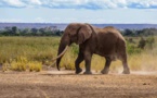 KENYA : mort de Tim, l'un des derniers éléphants aux défenses géantes