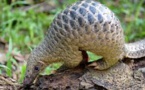 Coronavirus: le pangolin, chaînon manquant potentiel dans l’épidémie