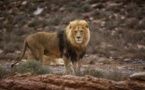AFSUD : des lions tuent une employée d'une réserve