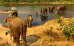 Coronavirus: 2 000 "éléphants à touristes" en chômage en Thaïlande