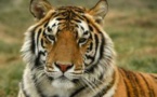 Coronavirus : Un tigre dénommé Nadia testé positif à New York