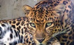 Pakistan : Les léopards en balade libre aux portes d’Islamabad