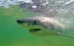 Australie: un homme tué par un requin