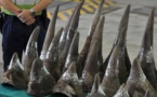 Afrique du Sud: saisie de cornes de rhinocéros d'une valeur de 6 millions d'euros