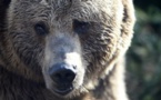 Italie : un ours agresse un militaire