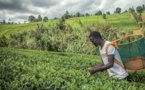 Les petites et moyennes entreprises piliers de l’agriculture sur le continent, selon la BAD
