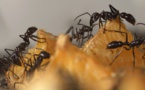 Des fourmis adaptent leur comportement pour contourner un risque