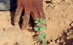Afrique : plus d’arbres que prévu au Sahara et au Sahel, selon une étude