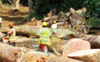 Des forêts du Cameroun aux temples du Vietnam, itinéraire d’une nouvelle mafia du bois